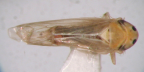 <I>Cicadulina bipunctatus </I>(Melichar), adult.