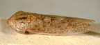 <i>Thymbrella tamminensis</i> Evans, type species of <i>Thymbrella</i> Evans.