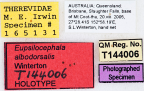<i>Eupsilocephala albodorsalis</i> Holotype label
