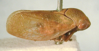 <I>Pectinariophyes reticulata</I>, adult.
