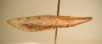 <i>Alocephalus ianthe</i> (Kirkaldy), type species of <i>Alocephalus</i> Evans.