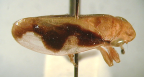 <I>Basilioterpa fasciata</I> (Evans), adult.