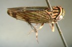 <i>Pingellus nigroflavus</i> Evans, type species of <i>Pingellus</i> Evans.