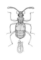 <I>Spilorhombus hirtus </I>Raffray