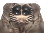 <i>Chlamydopteryx mammoides</i> Gnezdilov & Fletcher, frontal view of head.