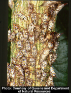 <i>Aconophora compressa</i> Walker, nymphs on lantana stem.