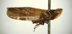 <I>Gelastocephalus velifer</I> Löcker & Larivière, adult