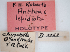 <i>Anthrax lepidiota</i> Holotype label