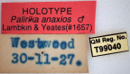 <i>Palirika anaxios</i> Holotype label