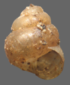 <em>Pupisoma microturbinata</em>, apertural view. Height of shell: 1.7 mm