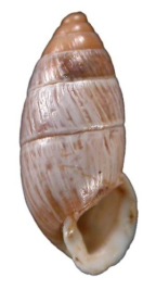 <i>Chondrula pupa</i>. Height of shell: 11.5 mm
