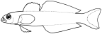 Microdesmidae: Ptereleotrinae