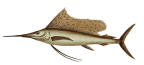 <I>Istiophorus platypterus</I>