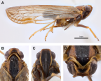 <i>Chidaea pulyonna</i> Löcker and Holzinger. A: <i>habitus</i>, B-D: head.