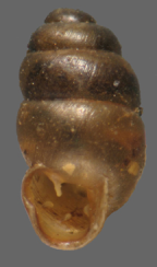 <em>Cylindrovertilla kingi</em>, apertural view. Height of shell: 2.2 mm