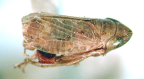<I>Alodeltocephalus longinquus </I>(Kirkaldy), adult male.