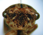 <i>Anacornutipo lignosa</i> (Walker) face of head showing 