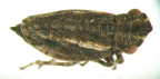 <I>Austrolopa brunensis</I> Evans, adult, dark form.