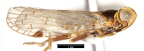 <i>Oliarus hirsutus</i> Löcker, adult