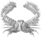 Parthenopinae: <em>Aulacolambrus hoplonotus</em> [from Adams & White 1848]