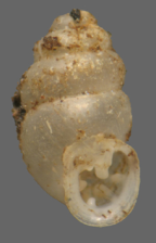 <em>Gastrocopta macdonnelli</em>, apertural view. Height of shell: 2.5 mm