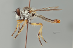 <i>Ommatius melasmus</i> holotype male (photo by G. Daniels)