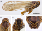 <i>Chidaea dickinsonorum</i> Löcker and Holzinger. A: <i>habitus</i>, B-D: head.