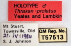 <i>Thraxan prolatus</i> Holotype label