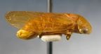 <i>Austroagalloides moorei</i> Evans, adult female.