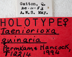 <i>Taeniorioxa quinaria</i> Holotype label