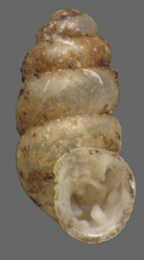 <em>Gastrocopta hedleyi</em>, apertural view. Height of shell: 2.5 mm