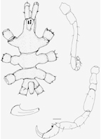 <I>Anoplodactylus batangensis</I>, from Arango (2003)