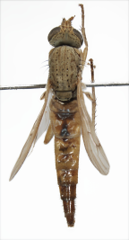 <I>Neodialineura spinosa</I>  Female 