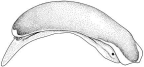 Family Runcinidae. <i>Runcina australis</i>.(from Beesley, Ross & Wells 1998) [R. Plant]