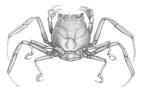 <em>Paradorippe australiensis</em> [from Miers 1884: pl. 26 fig. D]