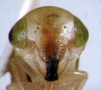<I>Idioscopus clypealis</I> (Lethierry), face of head, male.
