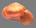 <em>Limesta sheridani</em>, apertural view.