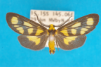 <i>Asura bipars</i> (Walker, 1865), male