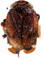 <i>Olonia picea</i> Kirkaldy, lectotype male