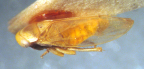 <i>Batracomorphus viridis</i> (Evans), adult male.