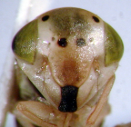 <I>Idioscopus clypealis</I> (Lethierry), face of head, female.