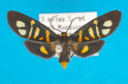 <i>Asura zebrina</i> (Hampson, 1914), female