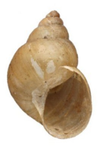 <i>Amimopina macleayi</i>. Height of shell: 20 mm