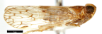 <i>Miclucha australiensis</i> Löcker, holotype male