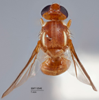 <i>Bactrocera (Bactrocera) daruensis</i> Holotype