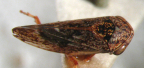 <i>Bakeriana nigra</i> Evans, adult, dark form.