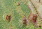 <i>C. fiscella</i> feed on ventral side of leaf of <i>E. botryoides</i>, Norfolk Island