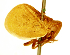<i>Bilbilis modesta</i> (Stål), holotype