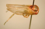 <I>Rosopaella nigroflava</I> Webb, adult male.