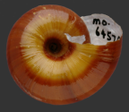 <em>Protorugosa alpica</em>, ventral view.